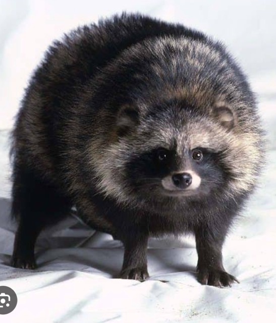 Racoon